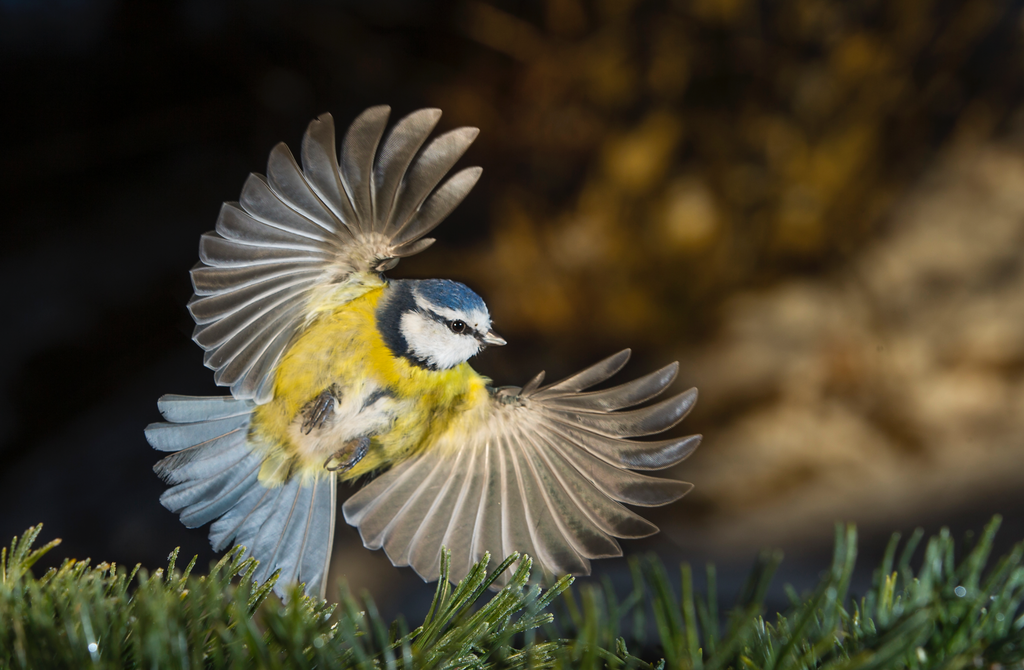 'Blåmes', ett konstverk av Gunnar Aus