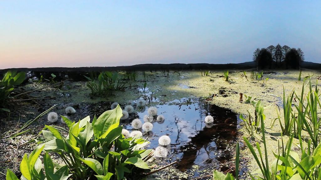 'Hologram of Ecolonia #3', 2012, ett konstverk av Carolina Jonsson