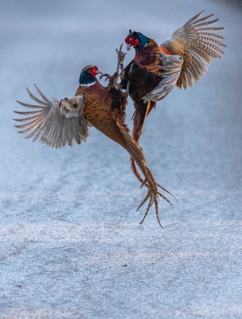 'Fasaner', ett konstverk av Mart Marend