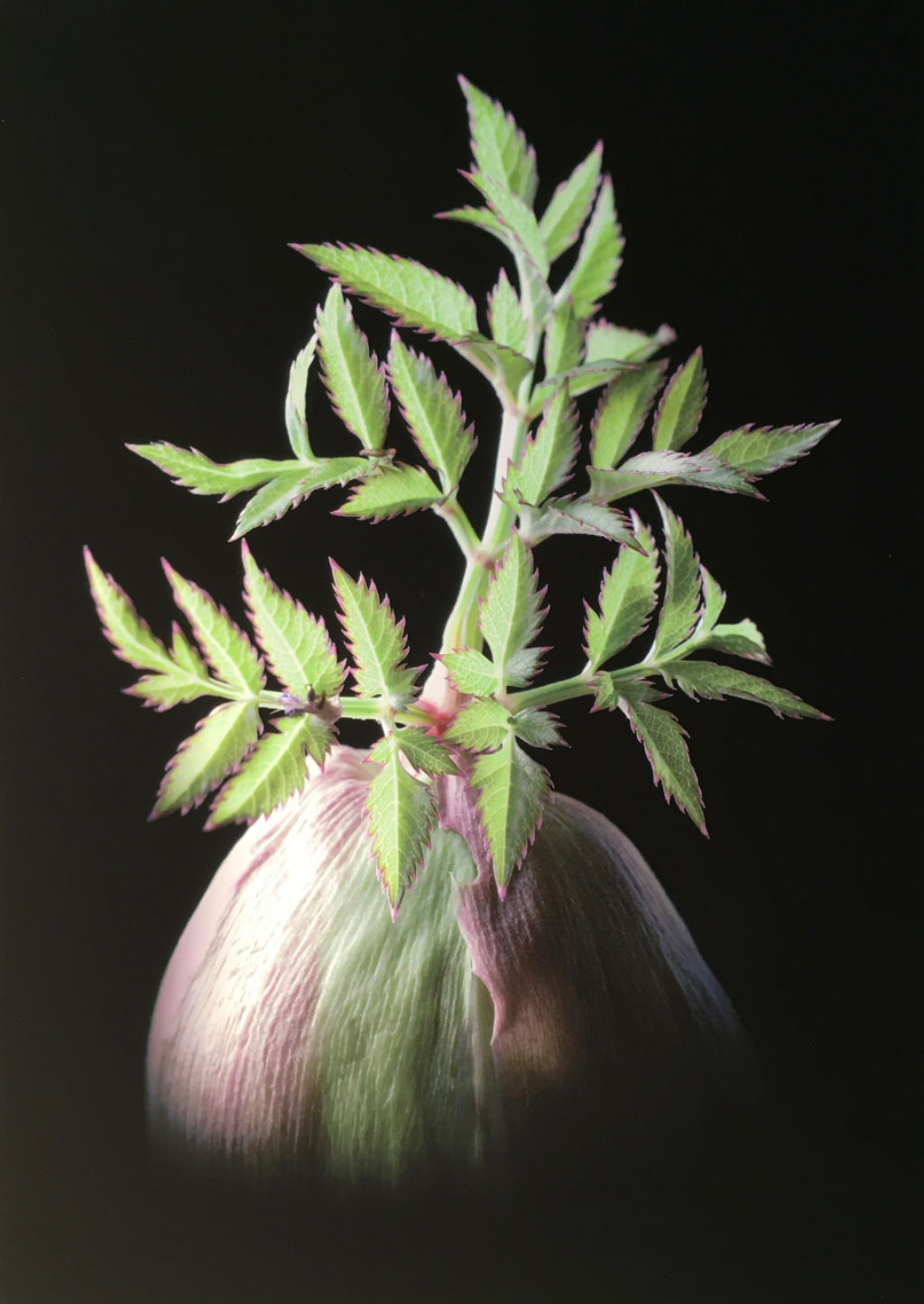 'Kvanne', ett konstverk av Edvard Koinberg