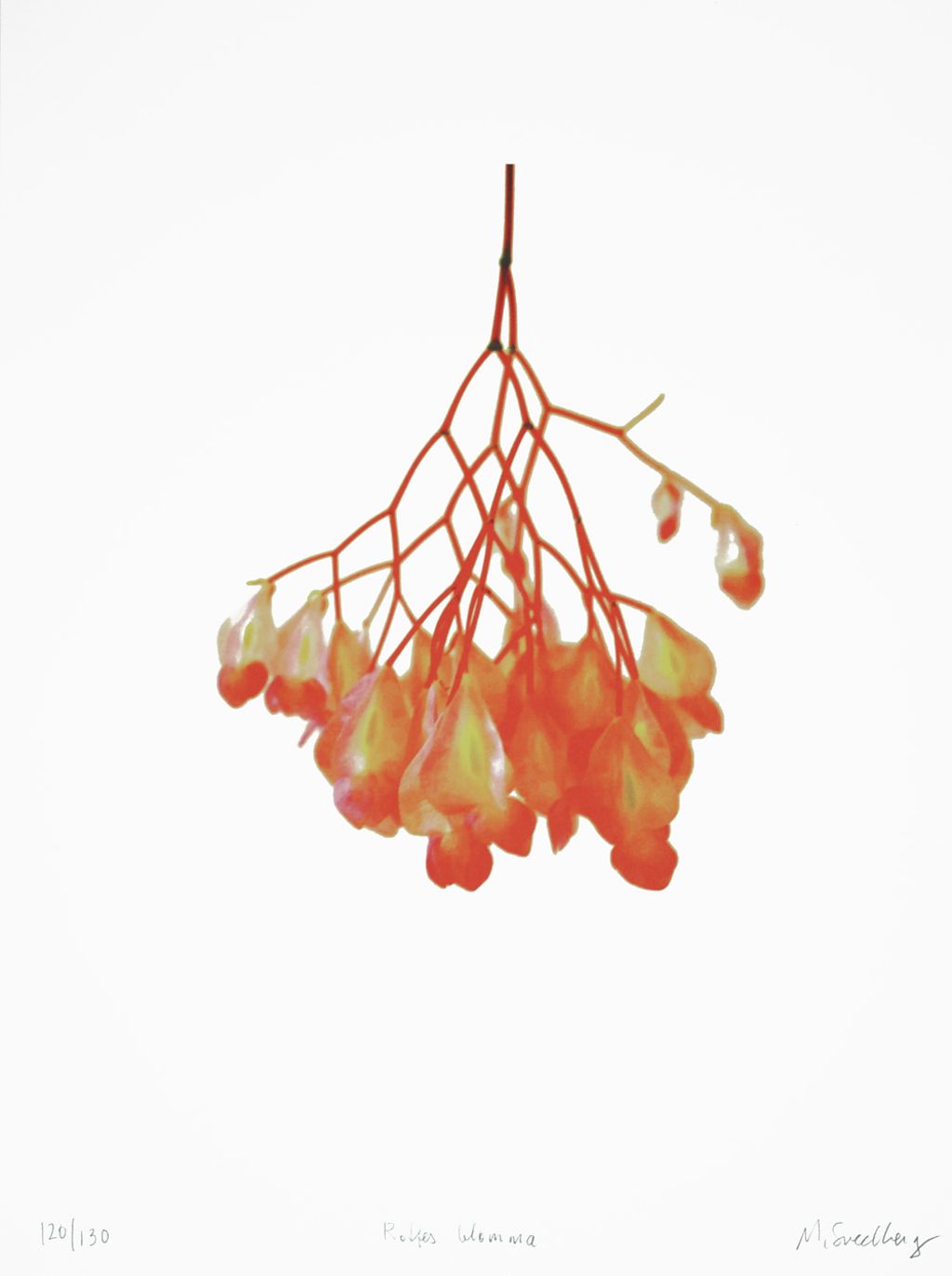 'Roffes blomma', 2019, ett konstverk av Marianne Svedberg