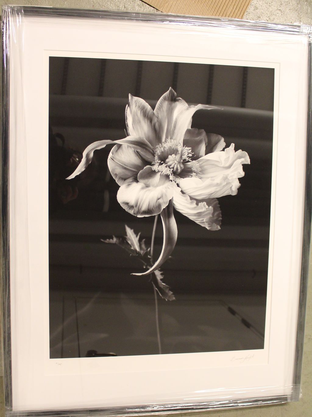 '15. Tulipaver Arcus', ett konstverk av Brandy Kraft