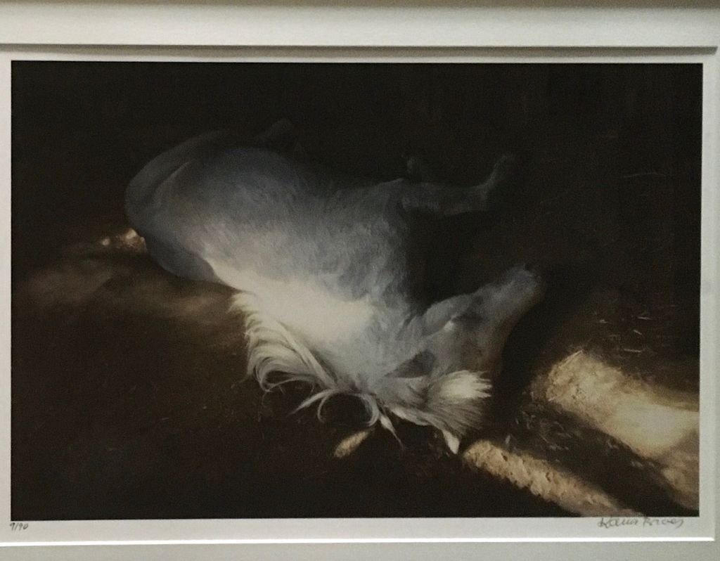 'Den vita hästen', ett konstverk av Karin Broos