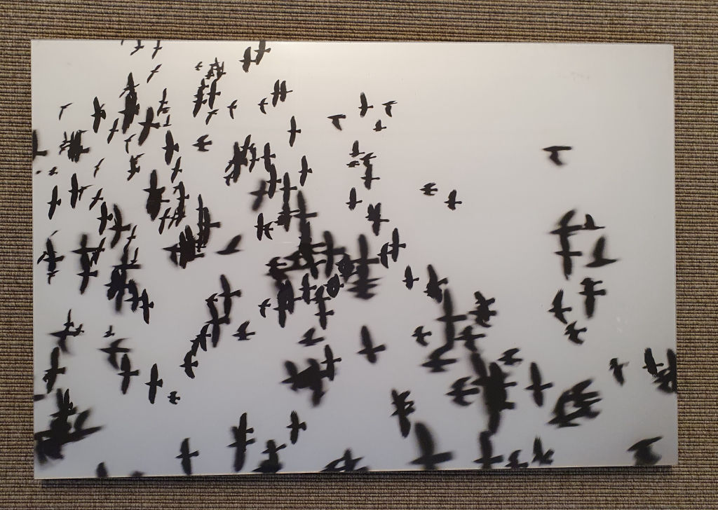 'Fåglar', ett konstverk av Johanna Rosenqvist