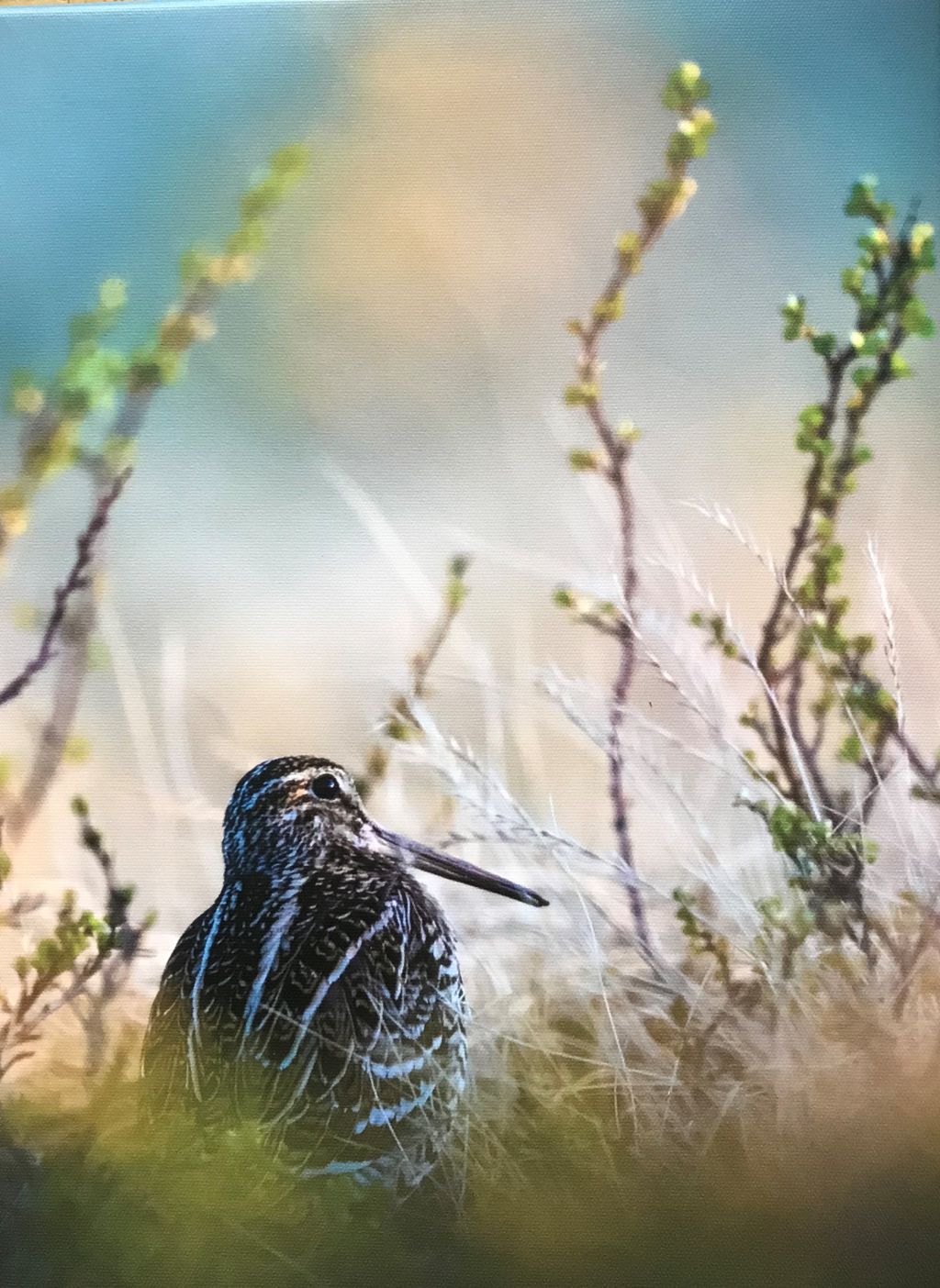 'Dubbelbeckasin Foto på canvas  ', ett konstverk av Kenneth Olausson