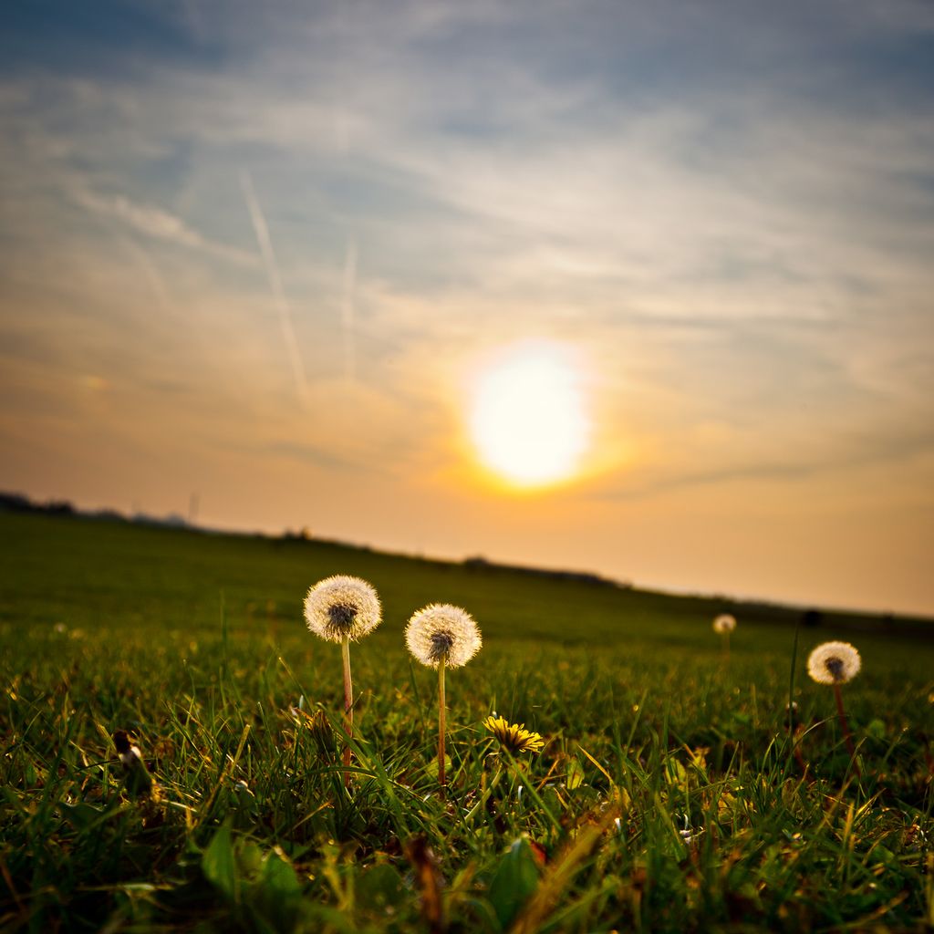 'Vald som vinst nr 7 - Sunset on the dandelions', ett konstverk av Christer Lövgren