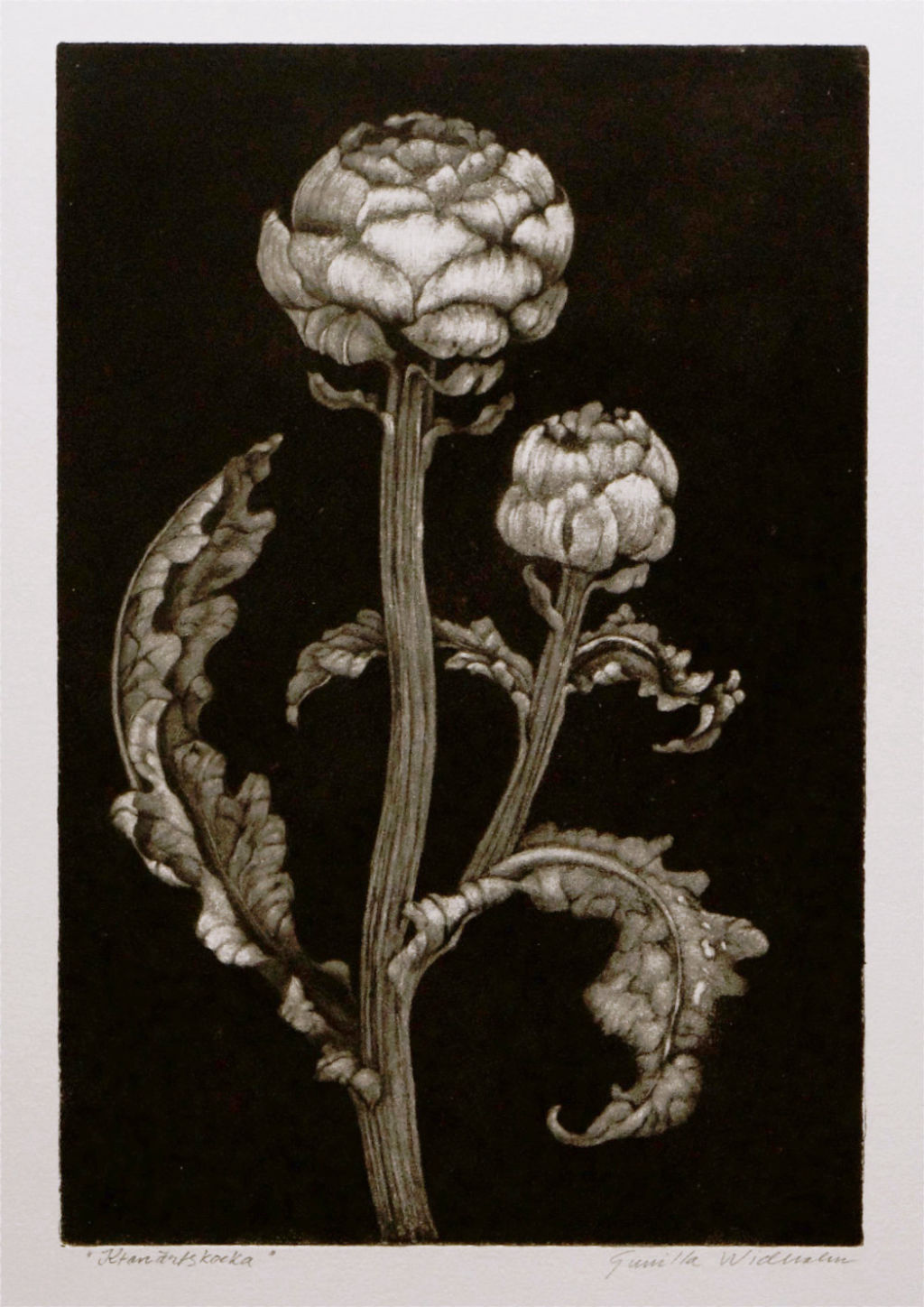 'Akvatintetsning "Kronärtskocka"', ett konstverk av Gunilla Widholm