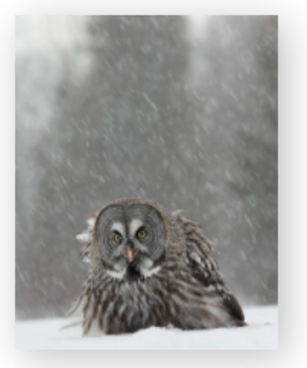 '8. Strix on a walk (nebulosa)', ett konstverk av Brutus Östling